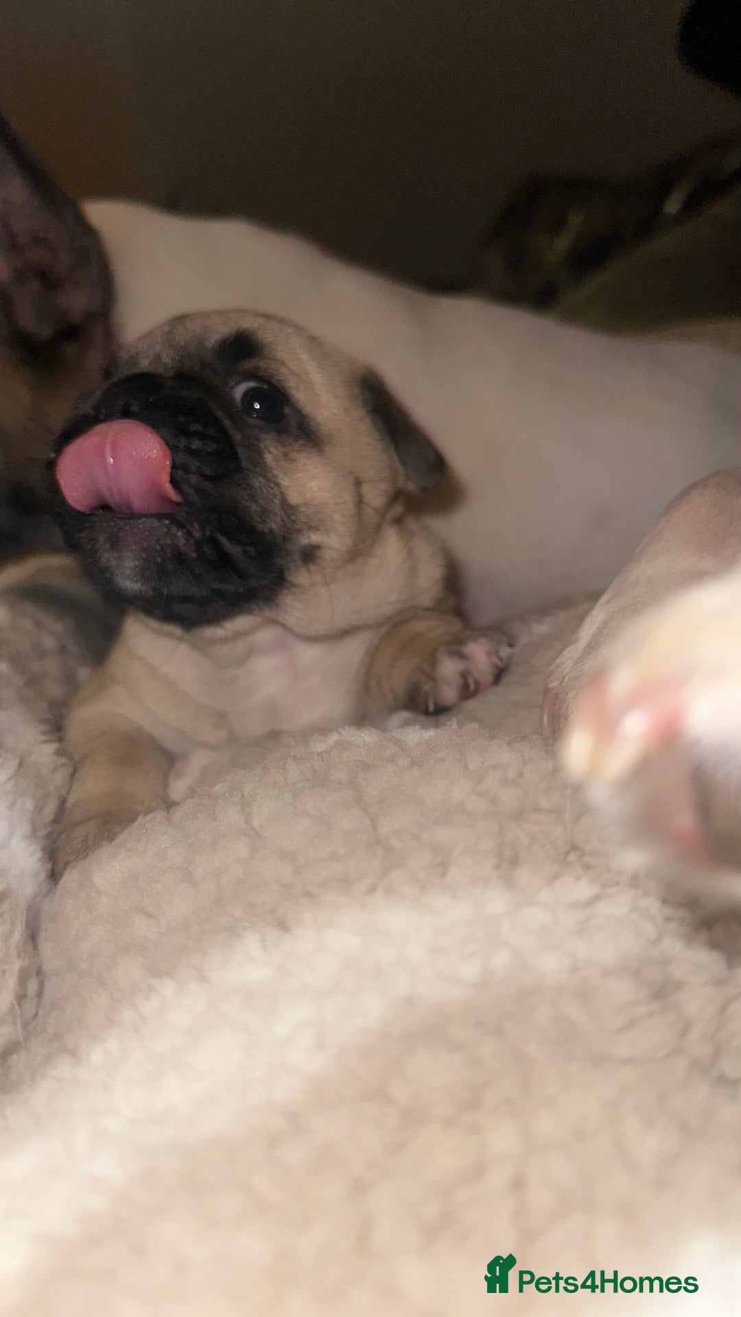 Frug dogs for sale: Female Frugs looking for forever home - Advert 8