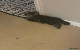 Mixed Breed cats for sale: 5 Kitties  - Image 1