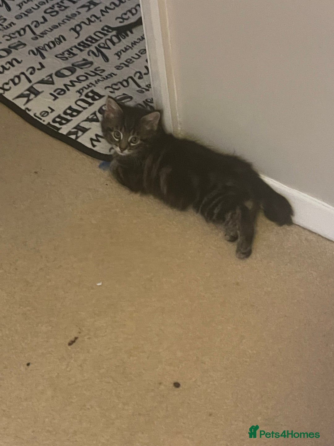 Mixed Breed cats for sale: 5 Kitties  - Image 1