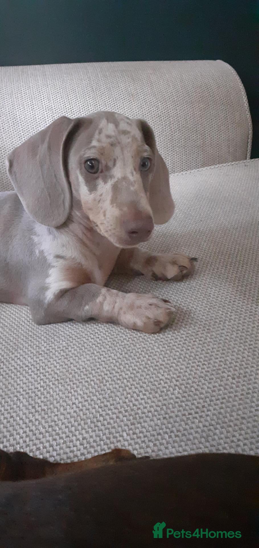 Miniature Dachshund dogs beautiful isabella dapple boy with striking eyes  - Advert 10