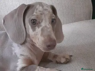 Miniature Dachshund dogs beautiful isabella dapple boy with striking eyes - Advert 5