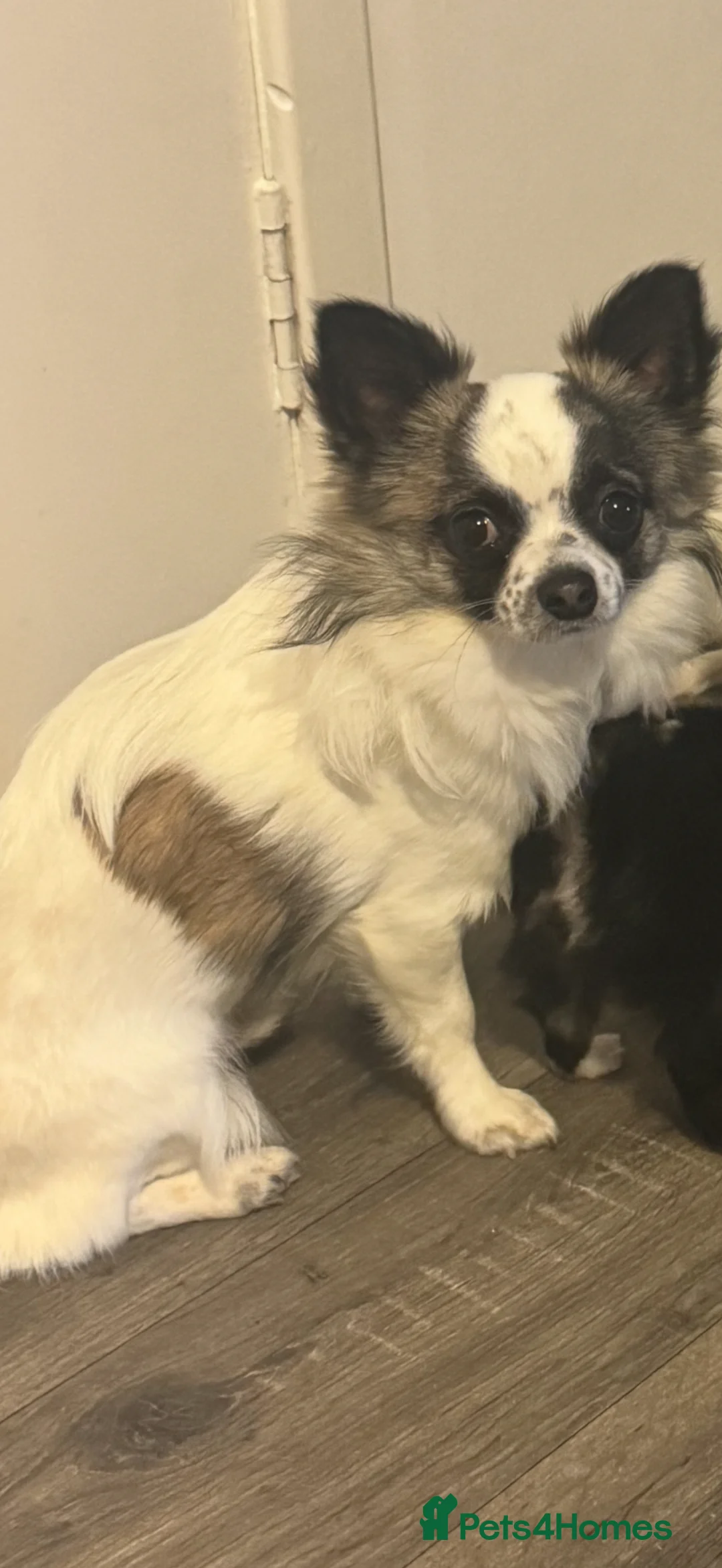 Chihuahua dogs for stud: GORGEOUS STUD - Advert 2