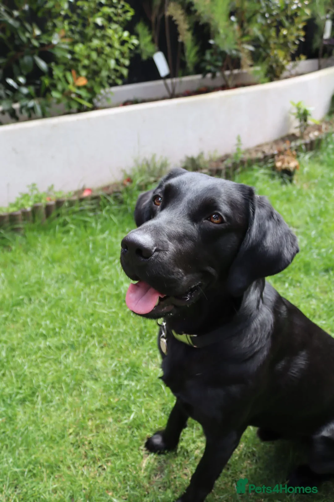 Labrador Retriever dogs for sale: 2beautiful black puppiesAVAILABLE READY to leave. - Image 23