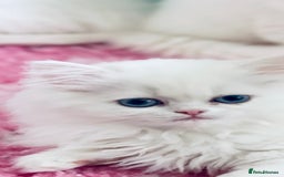 Persian cats for sale: Pure White Persian Girls BLUE EYES & full hearing - Image 10