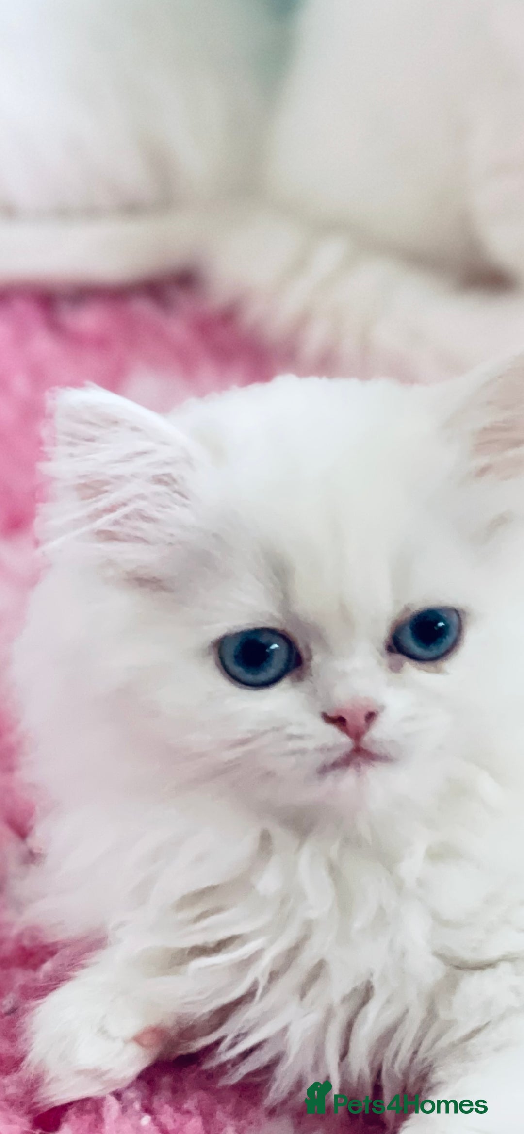 Persian cats for sale: Pure White Persian Girls BLUE EYES & full hearing - Image 10