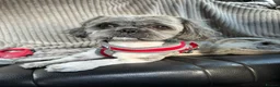 Shih Tzu dogs for stud: Shih Tzu boy for stud  in Accrington - Advert 1