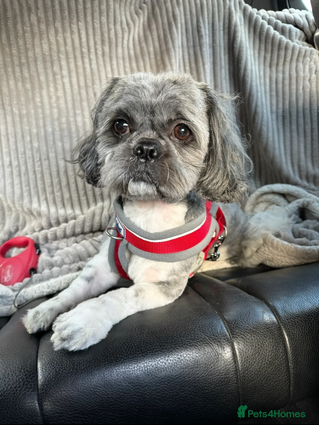 Shih Tzu dogs for stud: Shih Tzu boy for stud  in Accrington - Advert 1