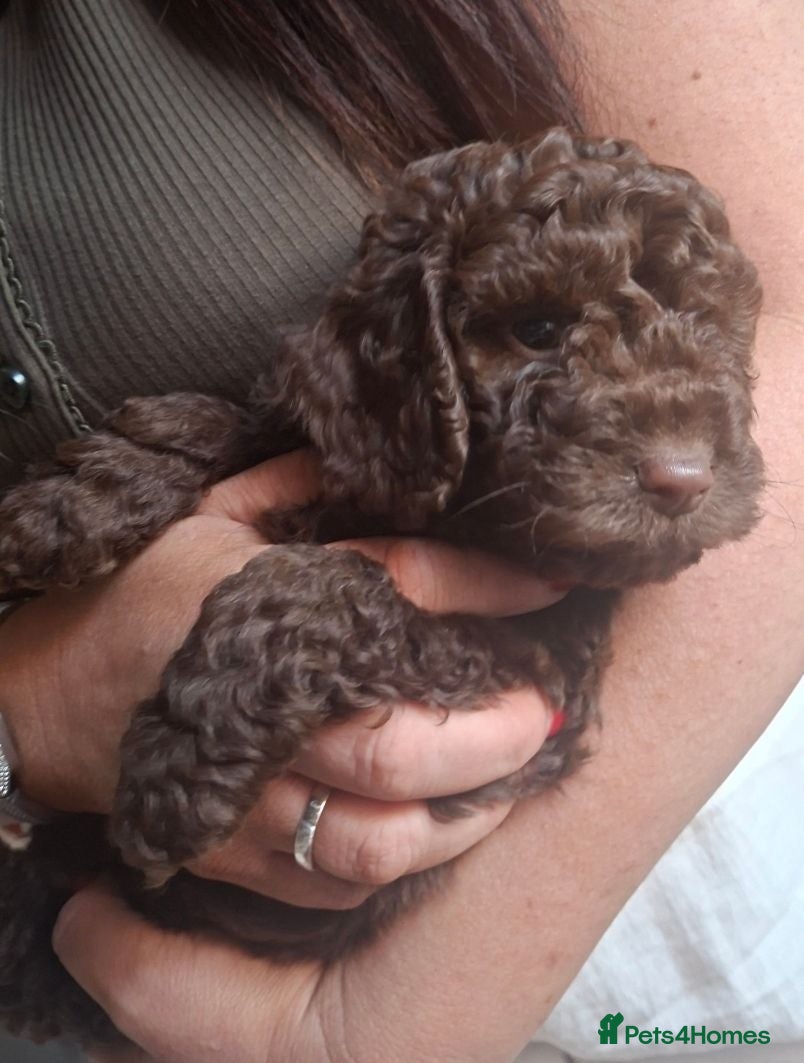 Miniature Poodle dogs £1050 1 boy left! - Advert 3