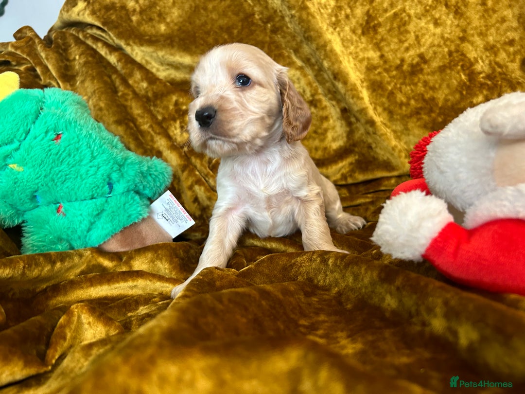 Cocker Spaniel dogs for sale: KC registered, health tested, Show cocker spaniels - Advert 33