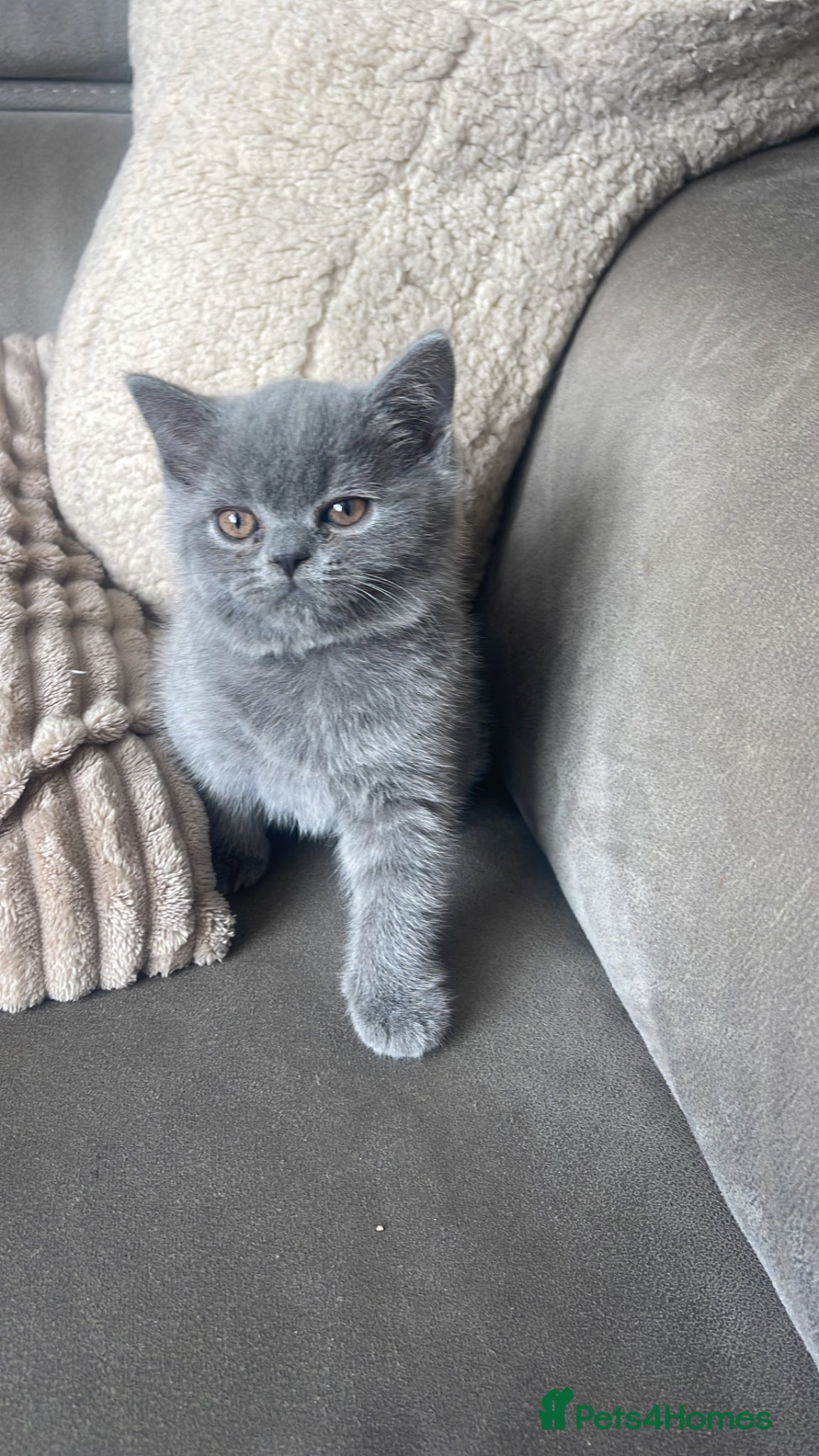 British Shorthair Kitten 1