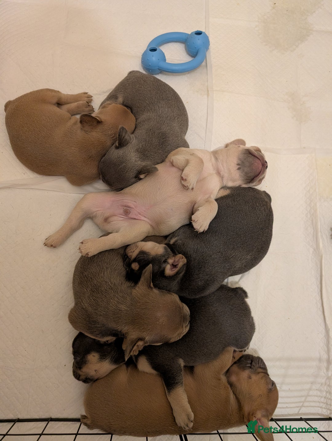 French Bulldog dogs for sale: Puppy frenchies - Advert 5