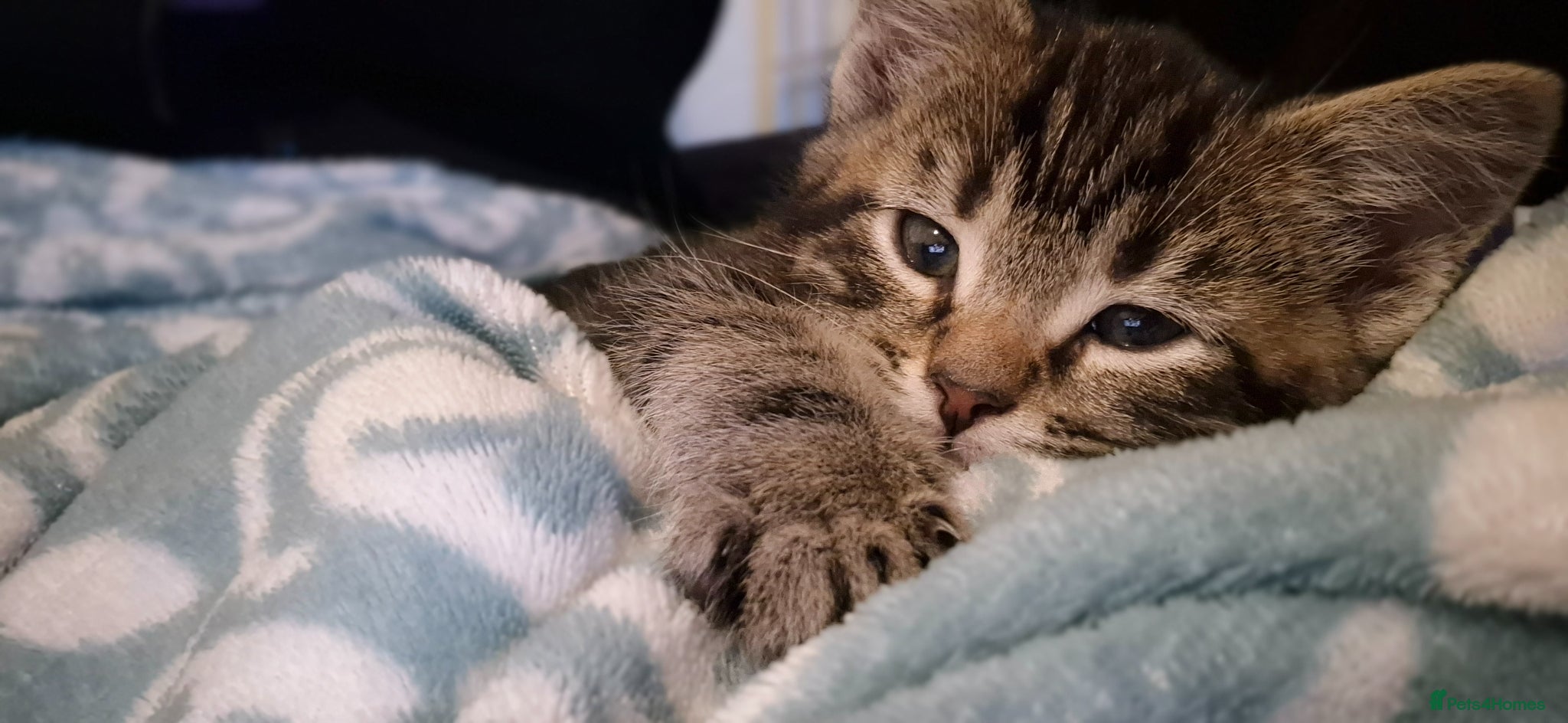 Maine Coon cats Beautiful Maine Coon X Ginger Kittens Sale - Advert 9