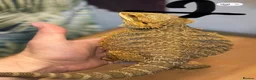 Bearded Dragon reptiles for sale: Adult bearded dragon RTB - Advert 2