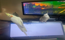 Cockatiels birds for sale: Bonded pair of Cockatiels in need of a new home. - Advert 6