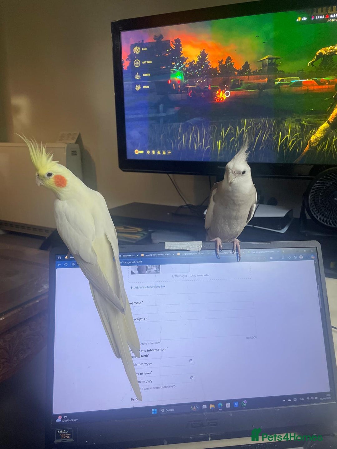 Cockatiels birds for sale: Bonded pair of Cockatiels in need of a new home. - Advert 6