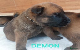 Belgian Shepherd Dog dogs for sale: PuppiesDWKC registered Working Line,Tested Parents - Image 15