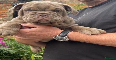 English Bulldog dogs - Advert 7