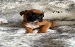 Boxer dogs for sale: Adorable Boxer Puppies - Ready Soon - Image 5
