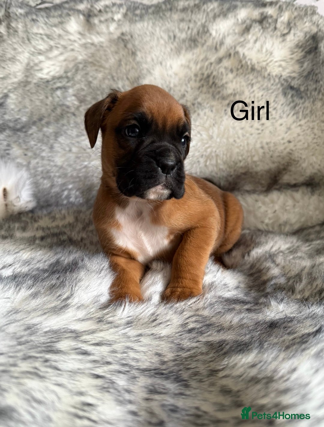 Boxer dogs for sale: Adorable Boxer Puppies - Ready Soon - Image 5
