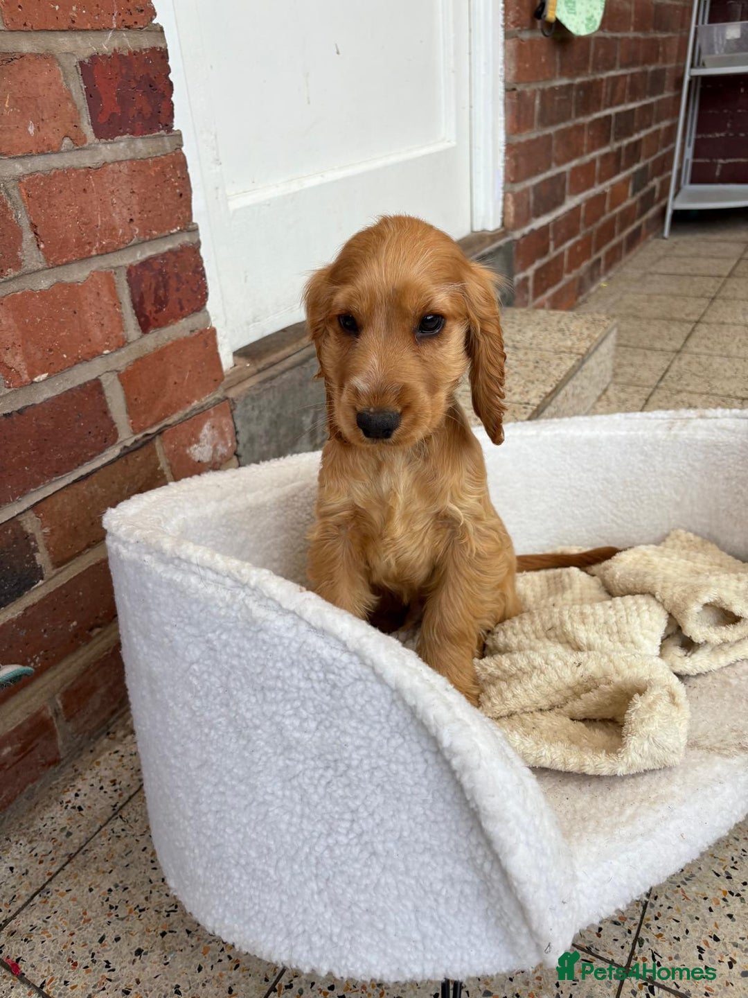 Cocker Spaniel dogs for sale: 1 male show type cocker spaniel available  - Image 3