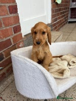 Cocker Spaniel dogs - Advert 1