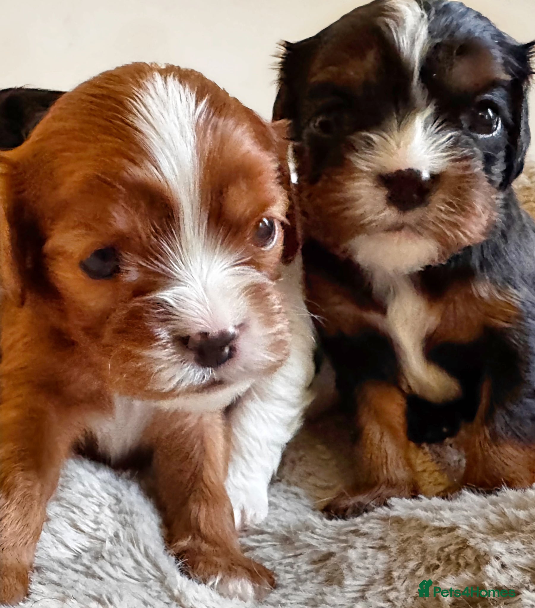 Cavalier King Charles Spaniel dogs Very rare in UK ultra-low COI 0.2% Choc carrier KC - Advert 1