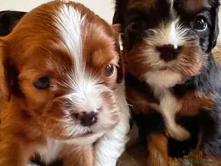 Cavalier King Charles Spaniel dogs Very rare in UK ultra-low COI 0.2% Choc carrier KC - Advert 1
