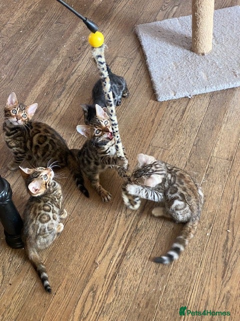 Bengal cats  Stunning Full Pedigree Rosetted Bengal Kittens - Advert 9