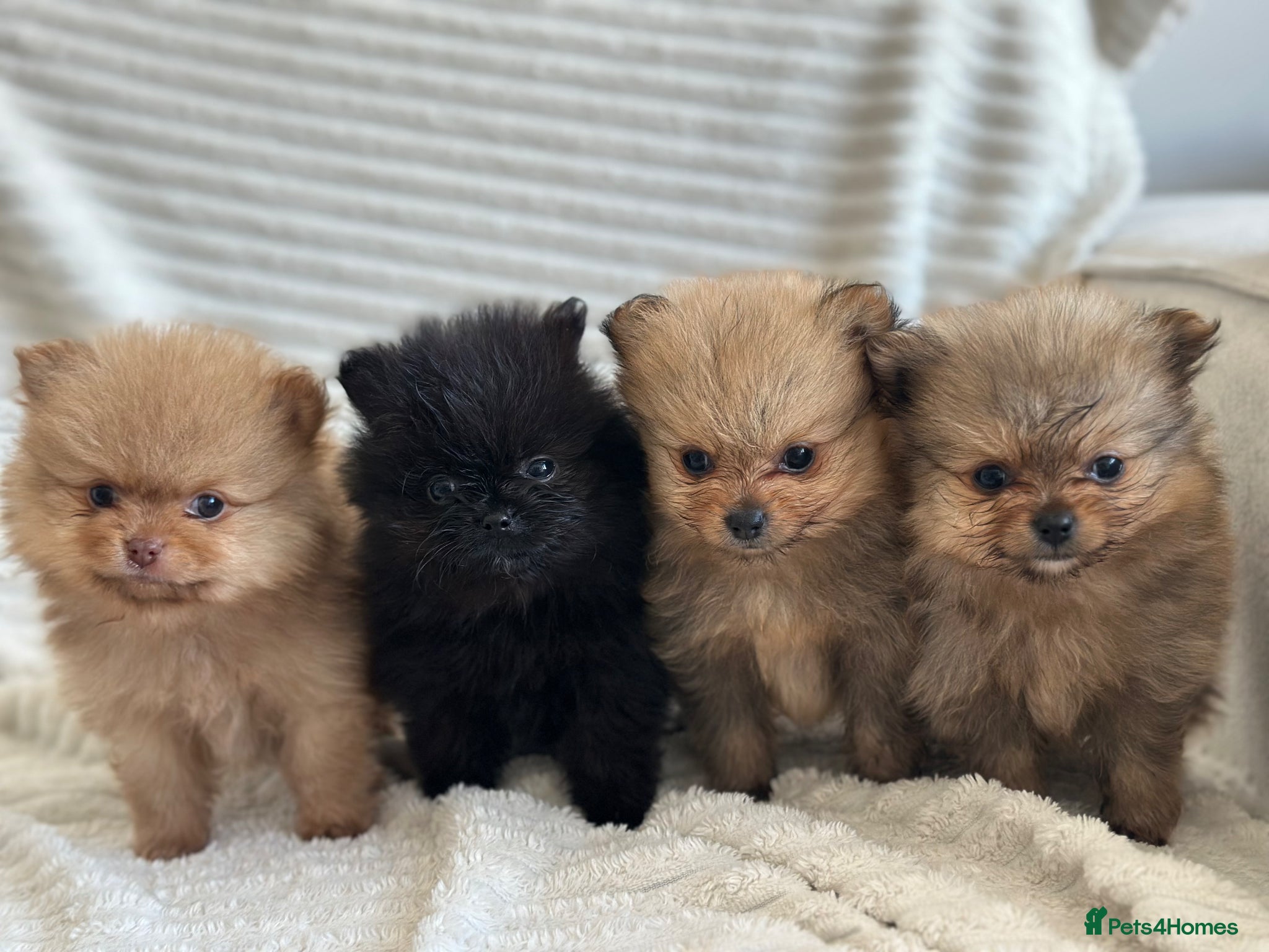 Pomeranian dogs Tiny teddy bear Pomeranian puppies KC registered - Advert 9