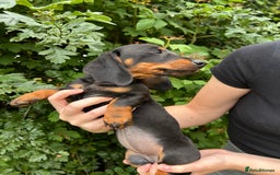 Miniature Dachshund dogs for sale: ABSOLUTELY GORGEOUS MINI DACHSHUND PUPS - Image 5
