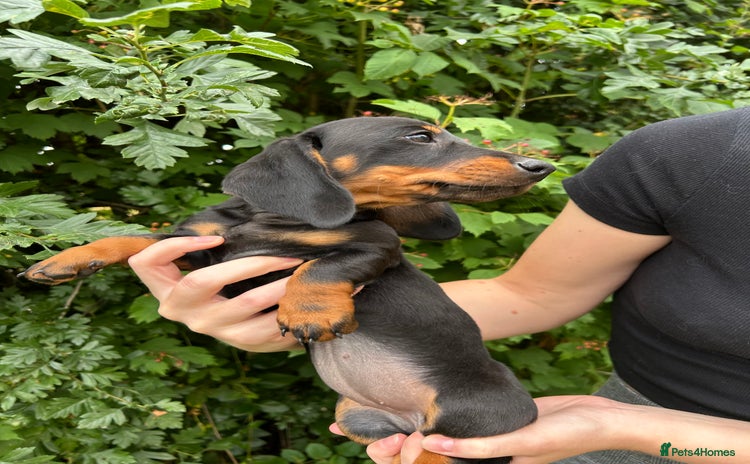 Miniature Dachshund dogs - Advert 10