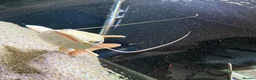 Catfish fish for sale: Platinum retail catfish  - Advert 3