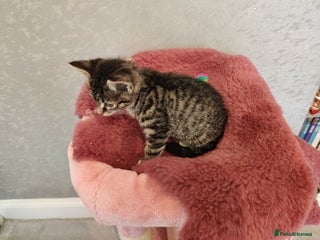 Russian Blue cats ABSOLUTELY BEAUTIFUL RUSSIAN BLUE KITTENS 8 WEEKS - Advert 5