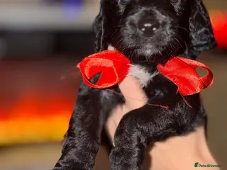 Sproodle dogs Beautiful sproodle puppies - Advert 2