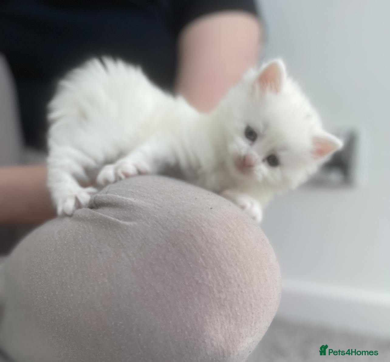 Turkish Angora cats 4 beautiful Turkish angoras  - Advert 4