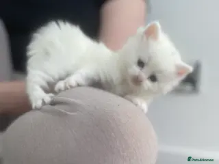 Turkish Angora cats 4 beautiful Turkish angoras - Advert 4