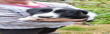 Border Collie 7