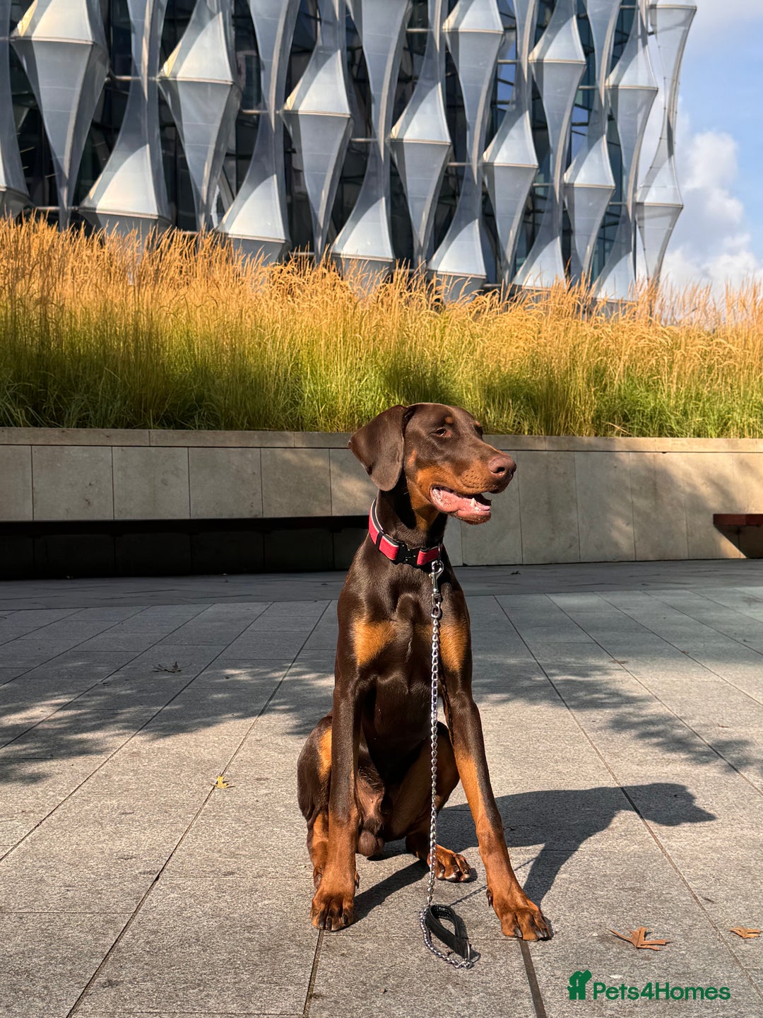 Dobermann dogs for sale: Male doberman  - Image 5