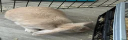 French Lop rabbits for sale: 5 month old girl. - Advert 4