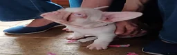 French Bulldog dogs for sale: Health clear French Bulldog puppies visual pink - Advert 17