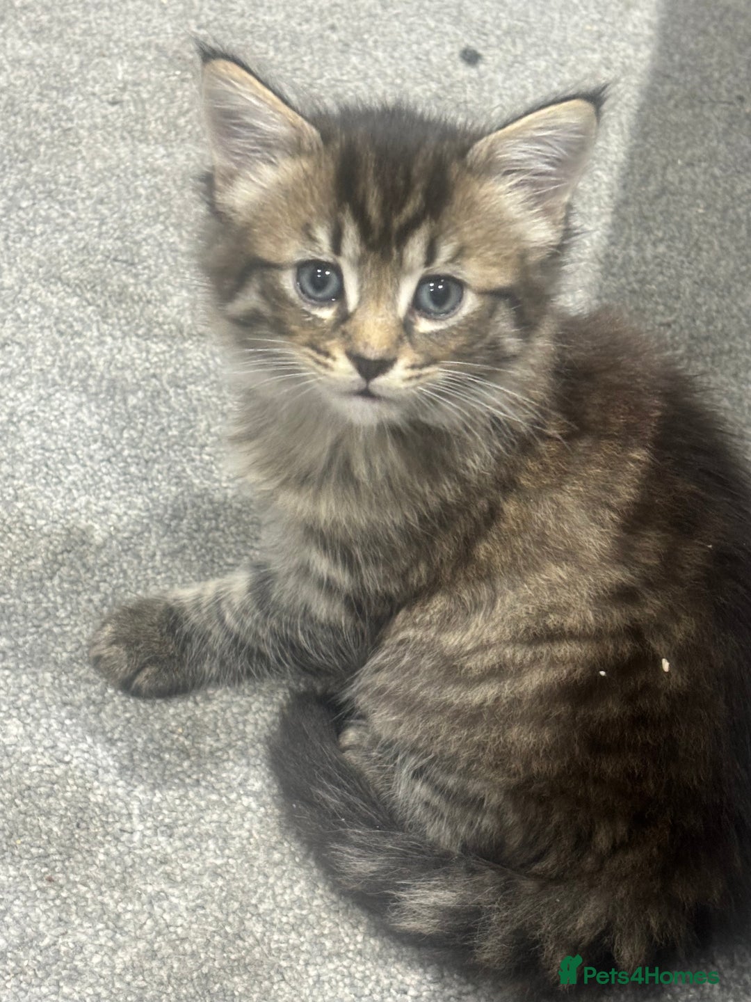 British Shorthair cats for sale: 3 beautiful tabby kittens with Maine coon  - Image 6