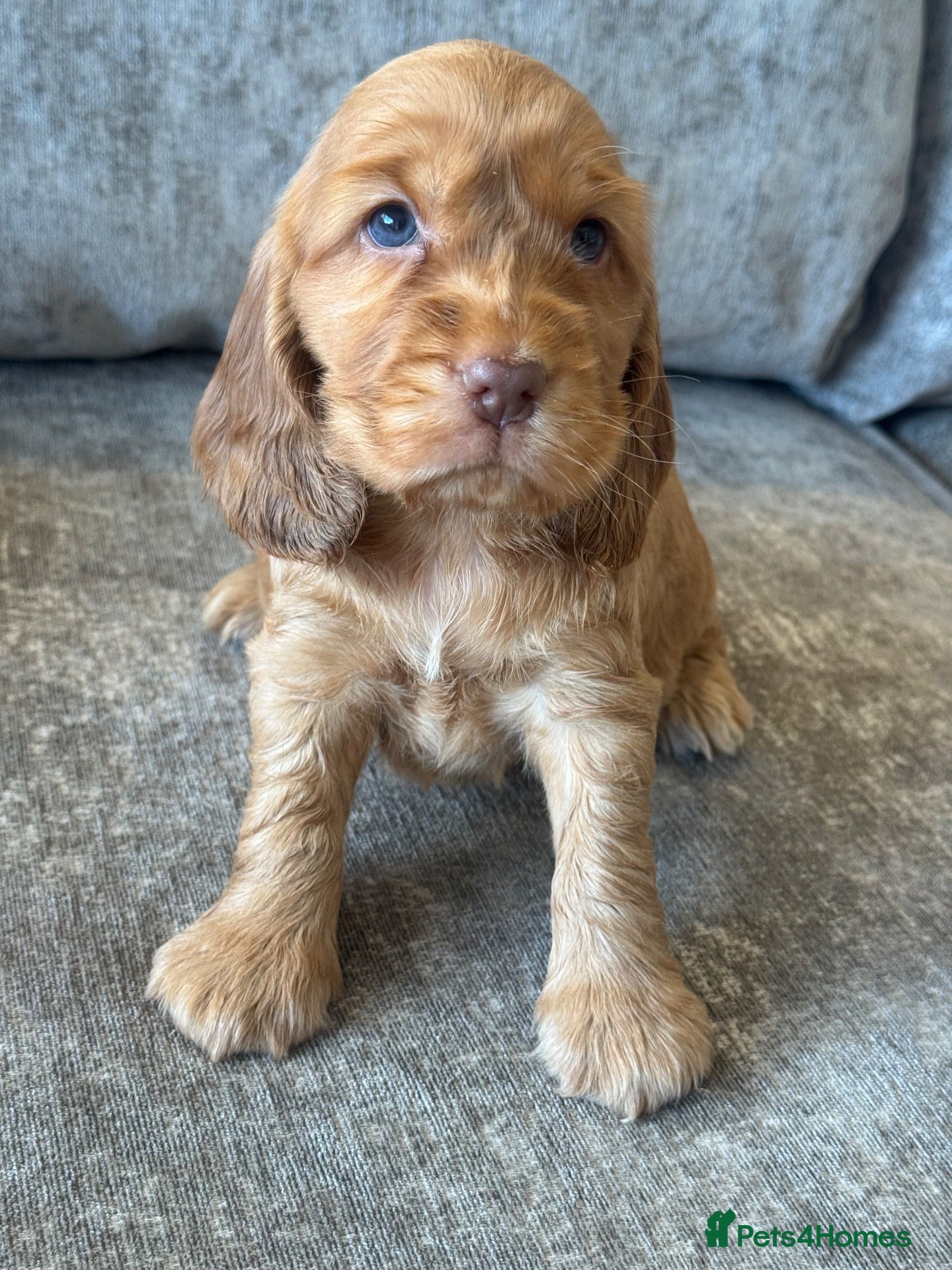 Cocker Spaniel dogs ❤️TRUE SHOW TYPE DNA TESTED CLEAR PARENTS KC REG❤️ - Advert 3