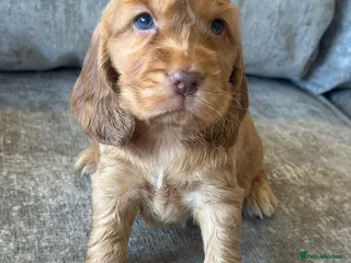 Cocker Spaniel dogs ❤️TRUE SHOW TYPE DNA TESTED CLEAR PARENTS KC REG❤️ - Advert 3