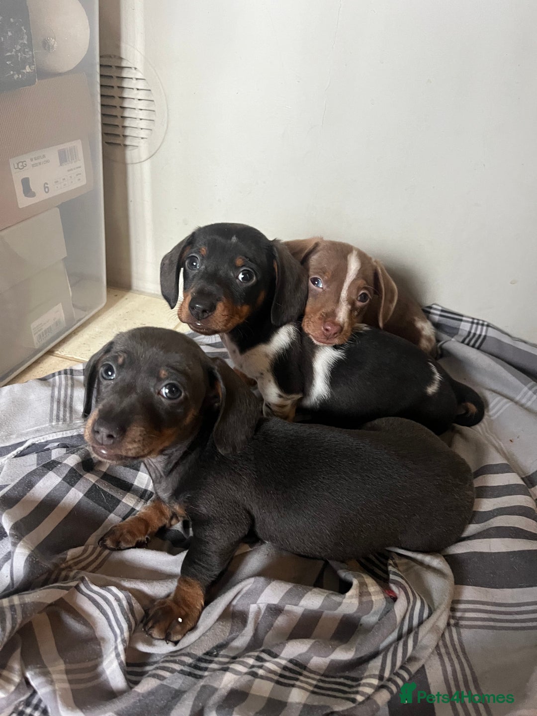 Miniature Dachshund dogs for sale: 💞Ready now Miniature dachshund 💞 - Advert 1