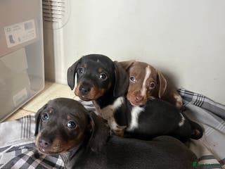 Miniature Dachshund dogs 💞Ready now Miniature dachshund 💞 - Advert 1