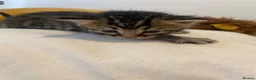 Bengal cats for sale: Bengal&Ginger Tabby mix  - Advert 5