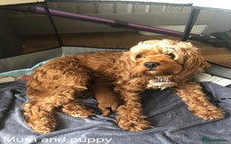 Cockapoo dogs for sale: Gorgeous Red Cockapoo Girl Puppy For Sale  - Image 4