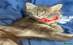 Maine Coon cats for sale: Pedigree MainCoon Kittens  - Image 14