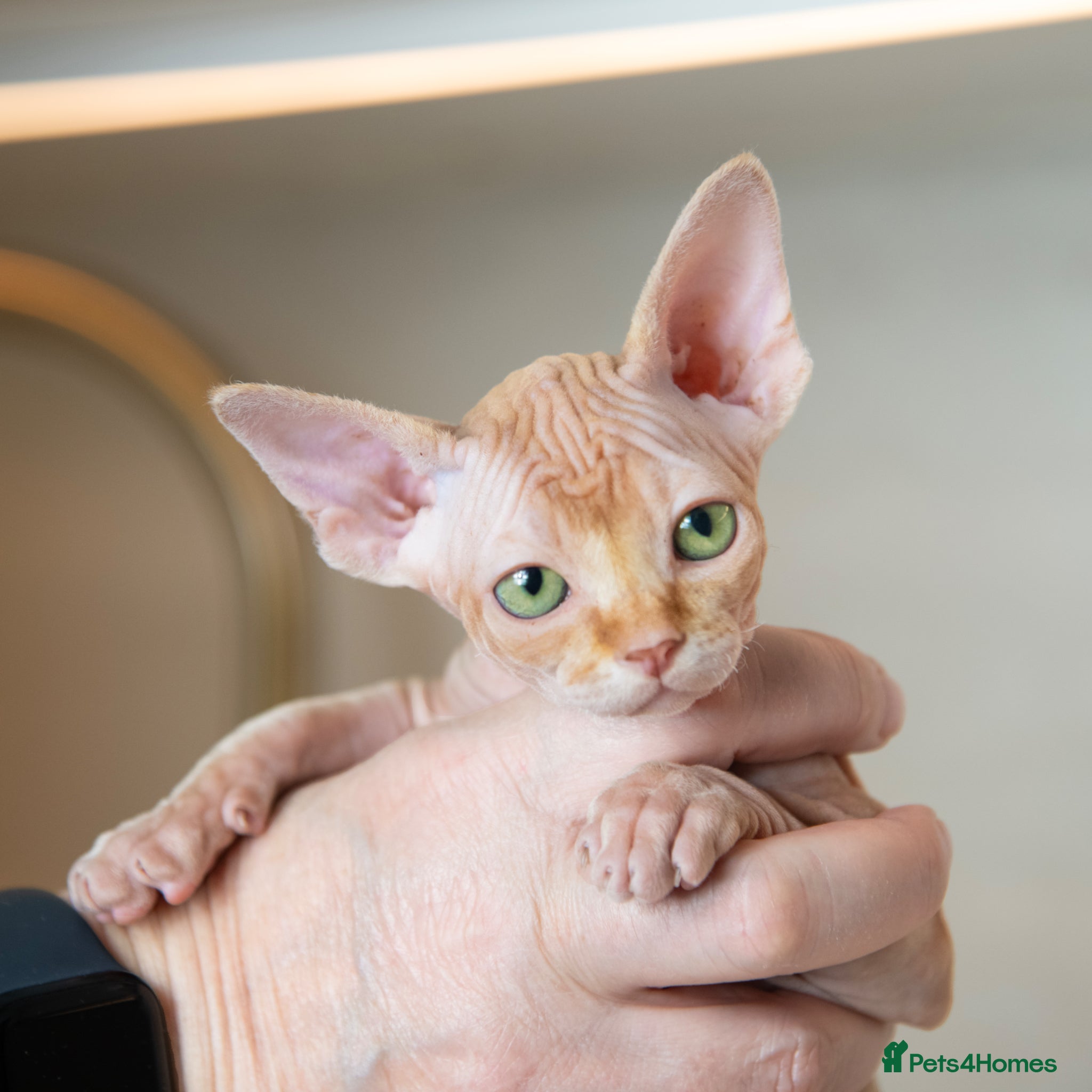 Sphynx cats for sale: Champion Sphynx kittens ready to go  - Advert 3