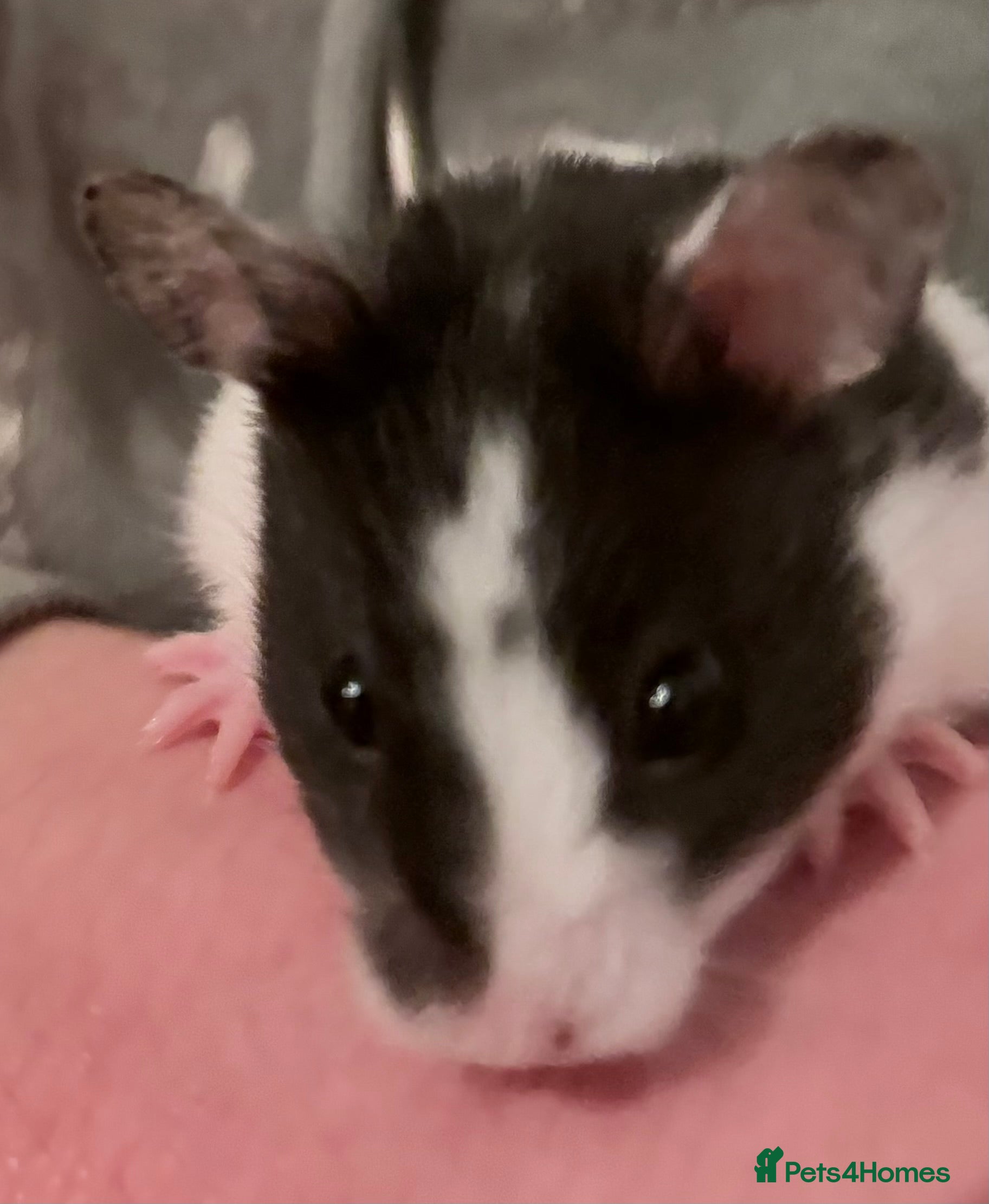 Hamster rodents Syrian Hamster  - Advert 4